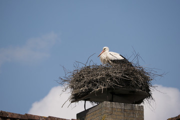 Weißstorch Ciconia ciconia