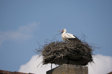 Weißstorch Ciconia ciconia