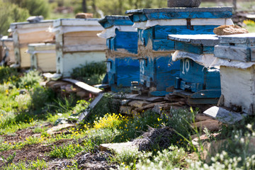 Fototapeta na wymiar beekeeping in the spring
