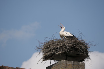 Weißstorch Ciconia ciconia
