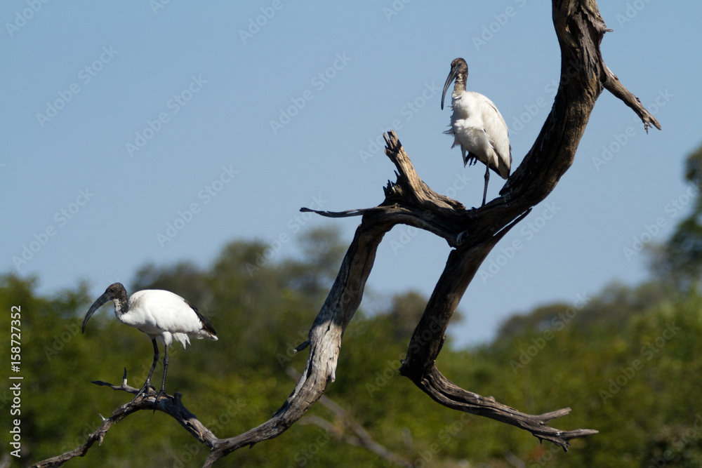 Sticker wildlife in the moremi game reserve in botswana