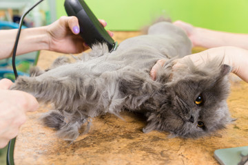 Cat grooming in pet beauty salon.