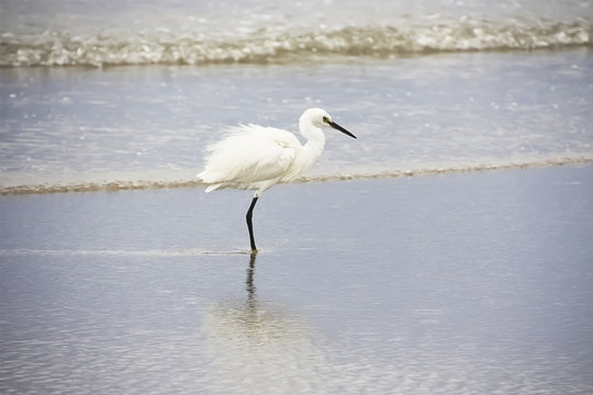 Closeup of White Heron standing in a beach finding small fish for food.