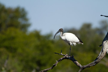 wildlife in the moremi game reserve in botswana