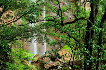 Australia Landscape : Queen Mary Falls of Main Range National Park in Queensland