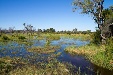 wildlife in the moremi game reserve in botswana
