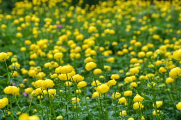 Field of globeflowers