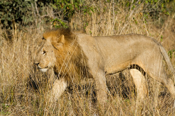 male lion in the moremi reserve in botswana