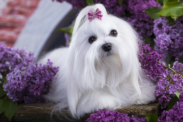  Maltese and flowers lilac