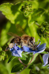 Bee on a blue flower collecting pollen and gathering nectar to produce honey in the hive
