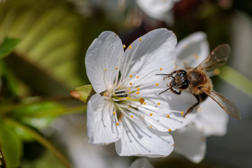 Bee on a white cherry blossom collecting pollen and gathering nectar to produce honey in the hive