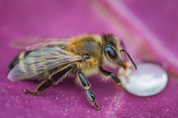 Macro image of a bee on a leaf drinking a honey drop from a hive