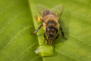 Macro image of a bee on a leaf drinking a honey drop from a hive