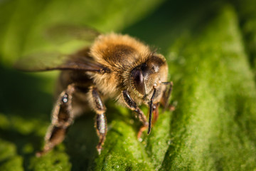 Macro image of a bee from a hive on a leaf