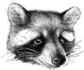 Portrait of a cute raccoon © asmakar