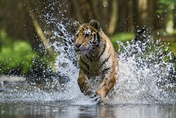 Fototapeta na wymiar Siberian Tiger hunting in the river