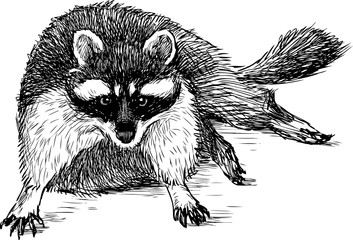 sketch of a fat raccoon © asmakar