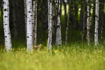 Siberian Tiger hidden in the forest