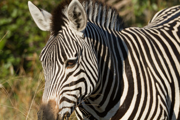 Fototapeta na wymiar zebras of the okavango delta