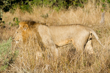 male lion in the moremi reserve in botswana