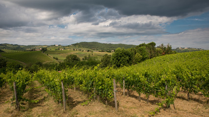 Fototapeta na wymiar Green vineyards on the hills, Tuscany, Italy.