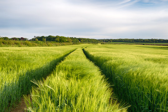 Cornish Barley Field