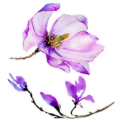 Fototapeta na wymiar Wildflower magnolia flower in a watercolor style isolated.