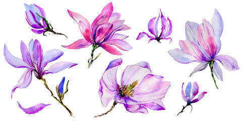 Fototapeta na wymiar Wildflower magnolia flower in a watercolor style isolated.