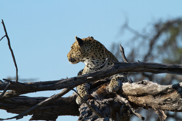 leopard on a tree of the moremi reserve in botswana