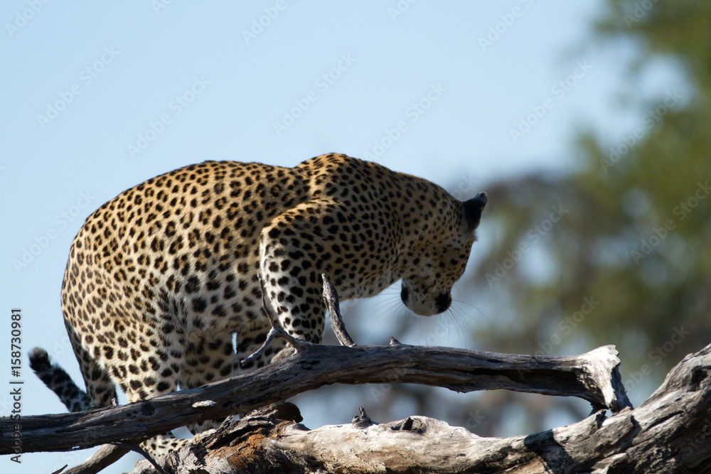 Wall mural leopard on a tree of the moremi reserve in botswana