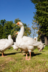 White geese
