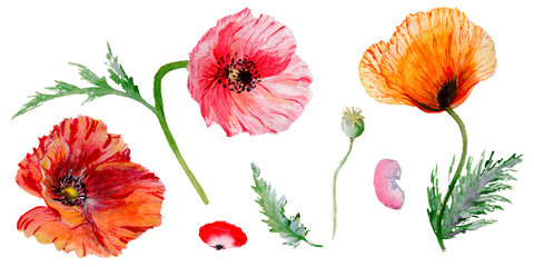 Wildflower poppy flower in a watercolor style isolated.