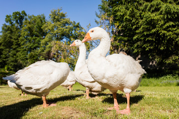 White geese