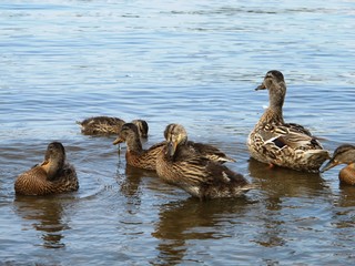 ducks