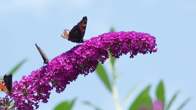 Butterfly European Peacock on purple Flower