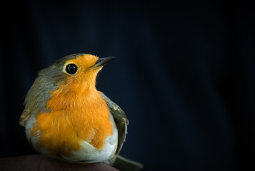 European robin Erithacus rubecula