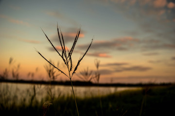 Flowering grass And the golden sky