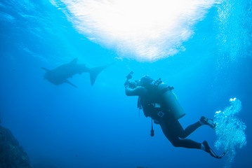 scuba diving photographer with whale shark in north andaman, Thailand
