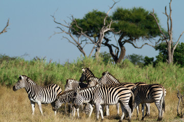 zebras of the okavango delta