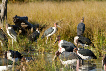 wildlife in the moremi game reserve in botswana