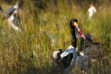 wildlife in the moremi game reserve in botswana