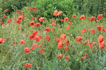 Mohn