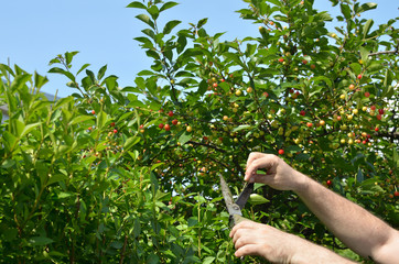 Man cutting hedge in his garden on a sunny day