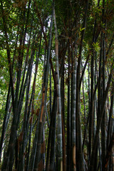 Fototapeta na wymiar Forest with tall trees