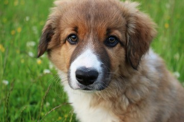 brauner border collie welpe