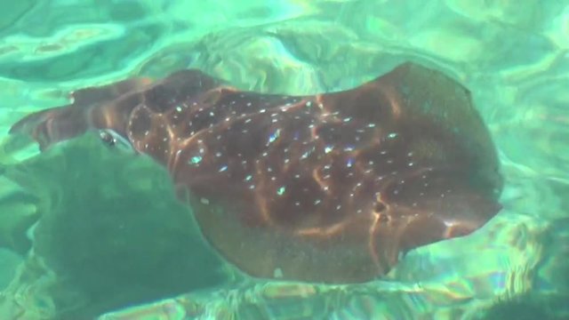 A squid stays in azure sea water, zoom in, close up