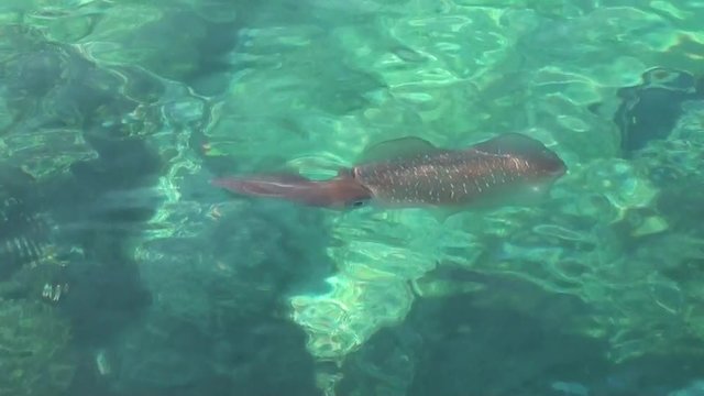 A squid stays in water azure sea 