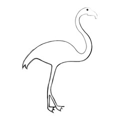exotic flamingo silhouette icon vector illustration design