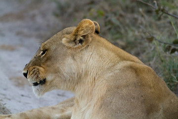 lions of the moremi reserve in botswana