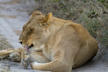 Obraz na płótnie Canvas lions of the moremi reserve in botswana